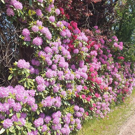 Ferienwohnung Gartenblick ヴェスターシュテーデ エクステリア 写真