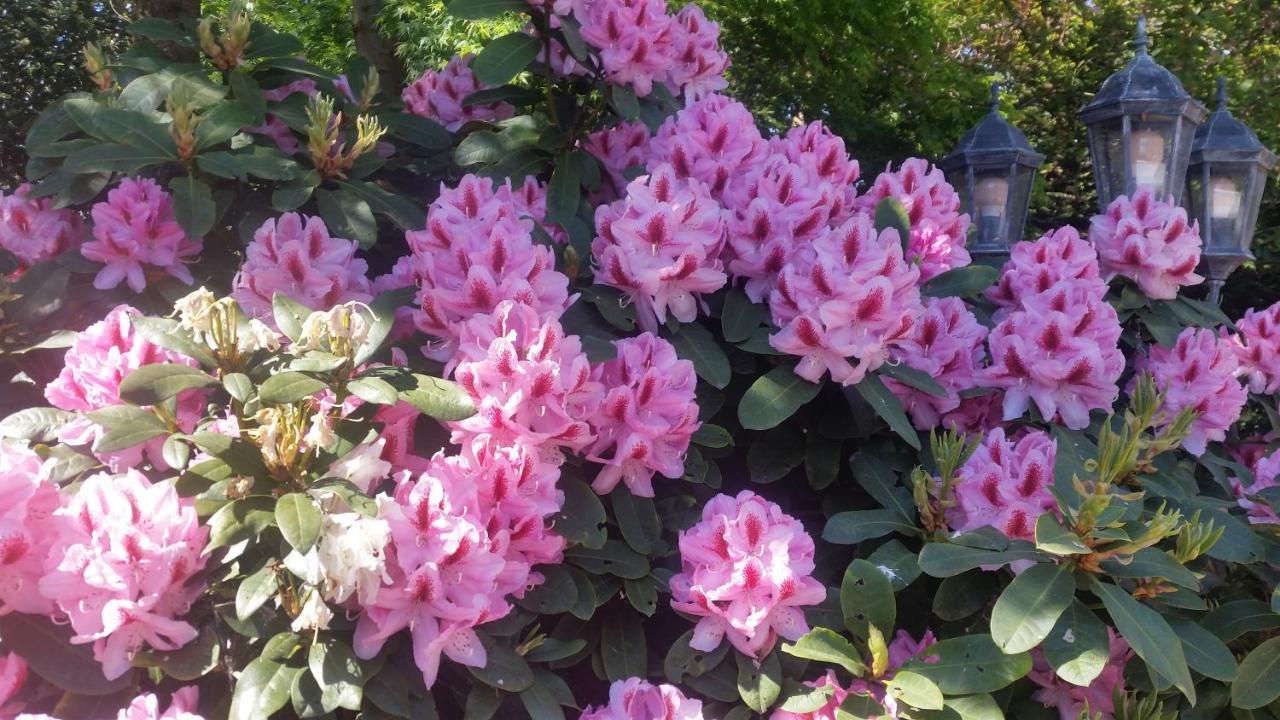 Ferienwohnung Gartenblick ヴェスターシュテーデ エクステリア 写真