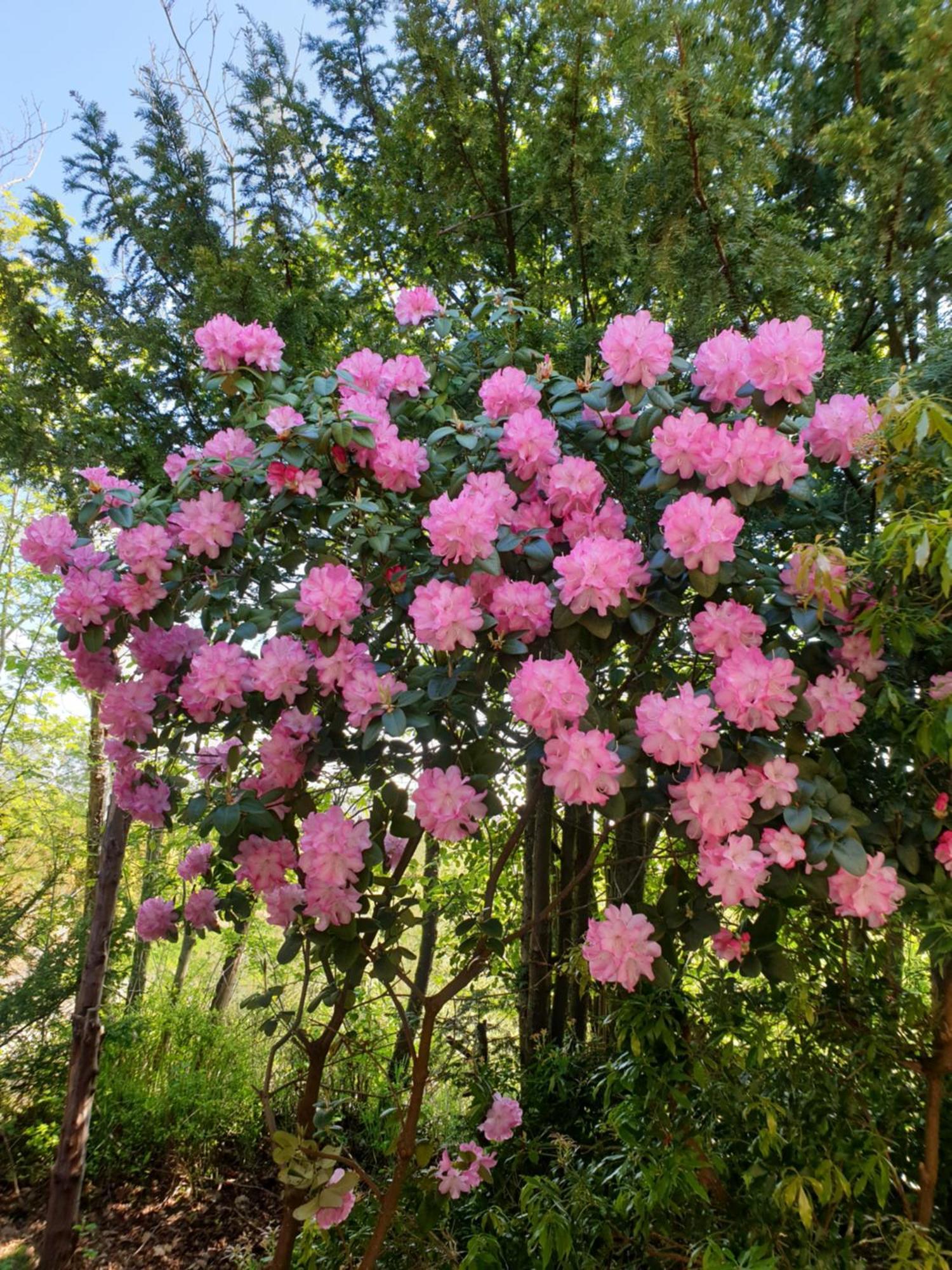 Ferienwohnung Gartenblick ヴェスターシュテーデ エクステリア 写真