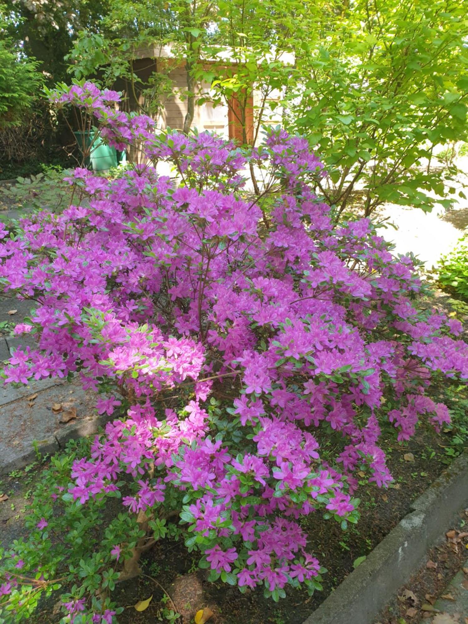 Ferienwohnung Gartenblick ヴェスターシュテーデ エクステリア 写真