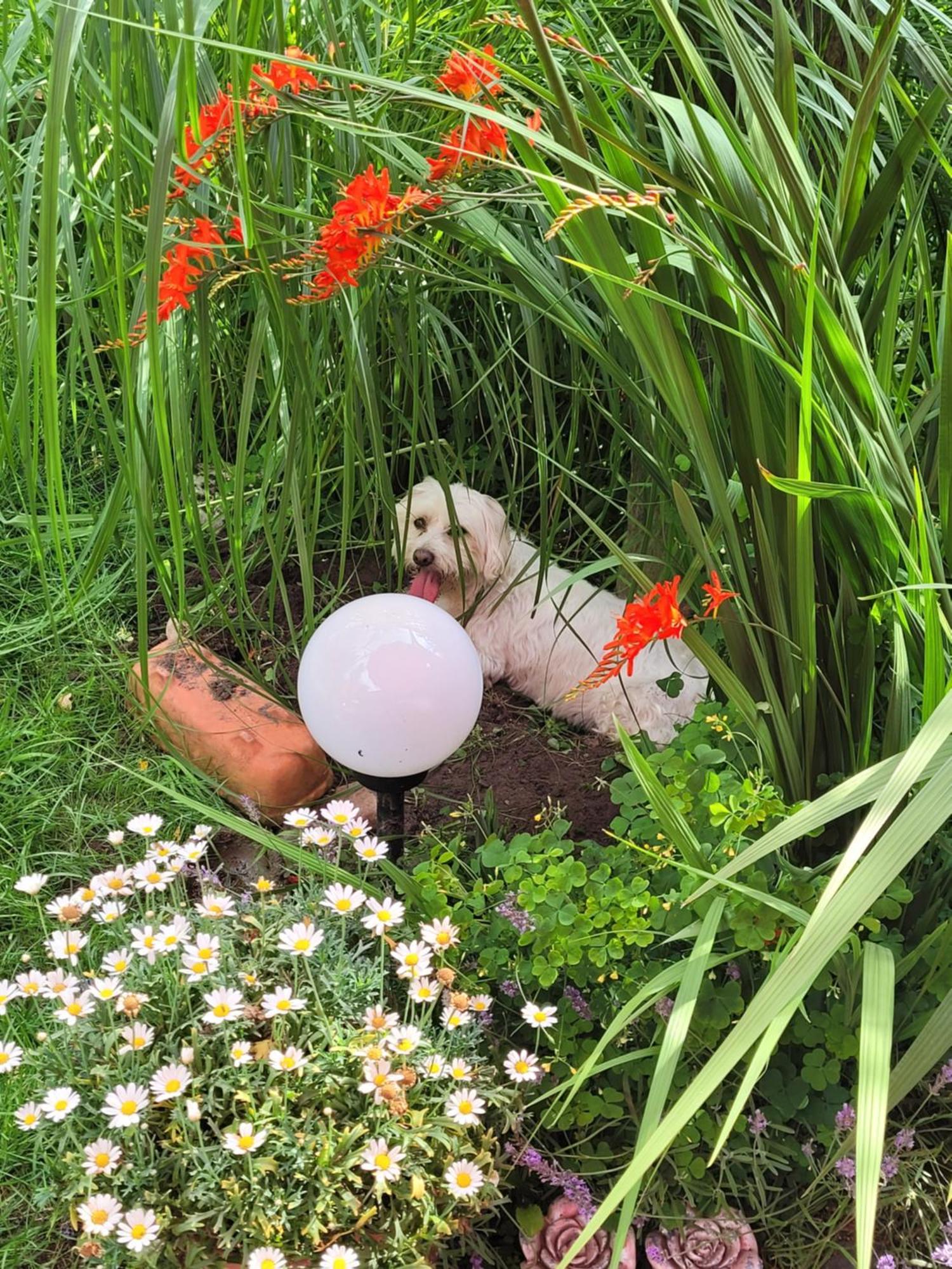 Ferienwohnung Gartenblick ヴェスターシュテーデ エクステリア 写真